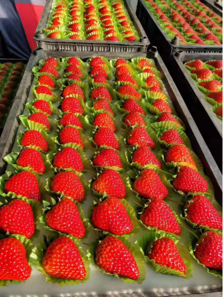 日助销草莓2000斤，苏宁菜场拯救蔬果进行时