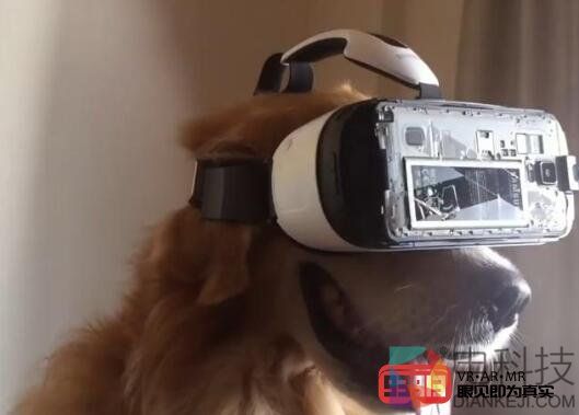 让家里的狗子也体验一下VR眼镜的乐趣